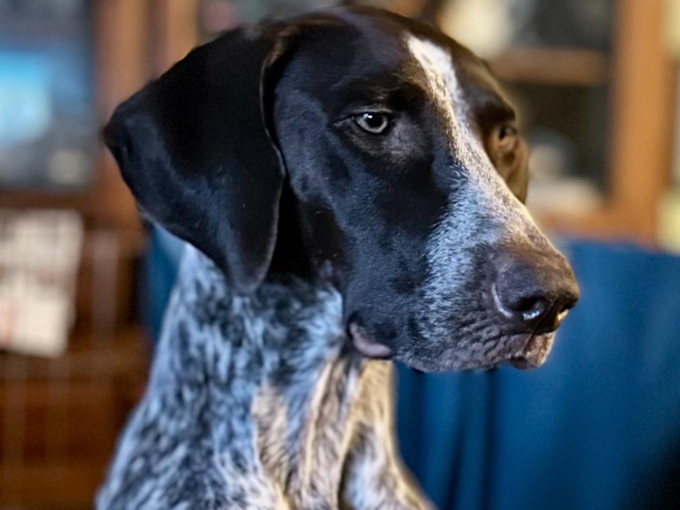 Dog Schok