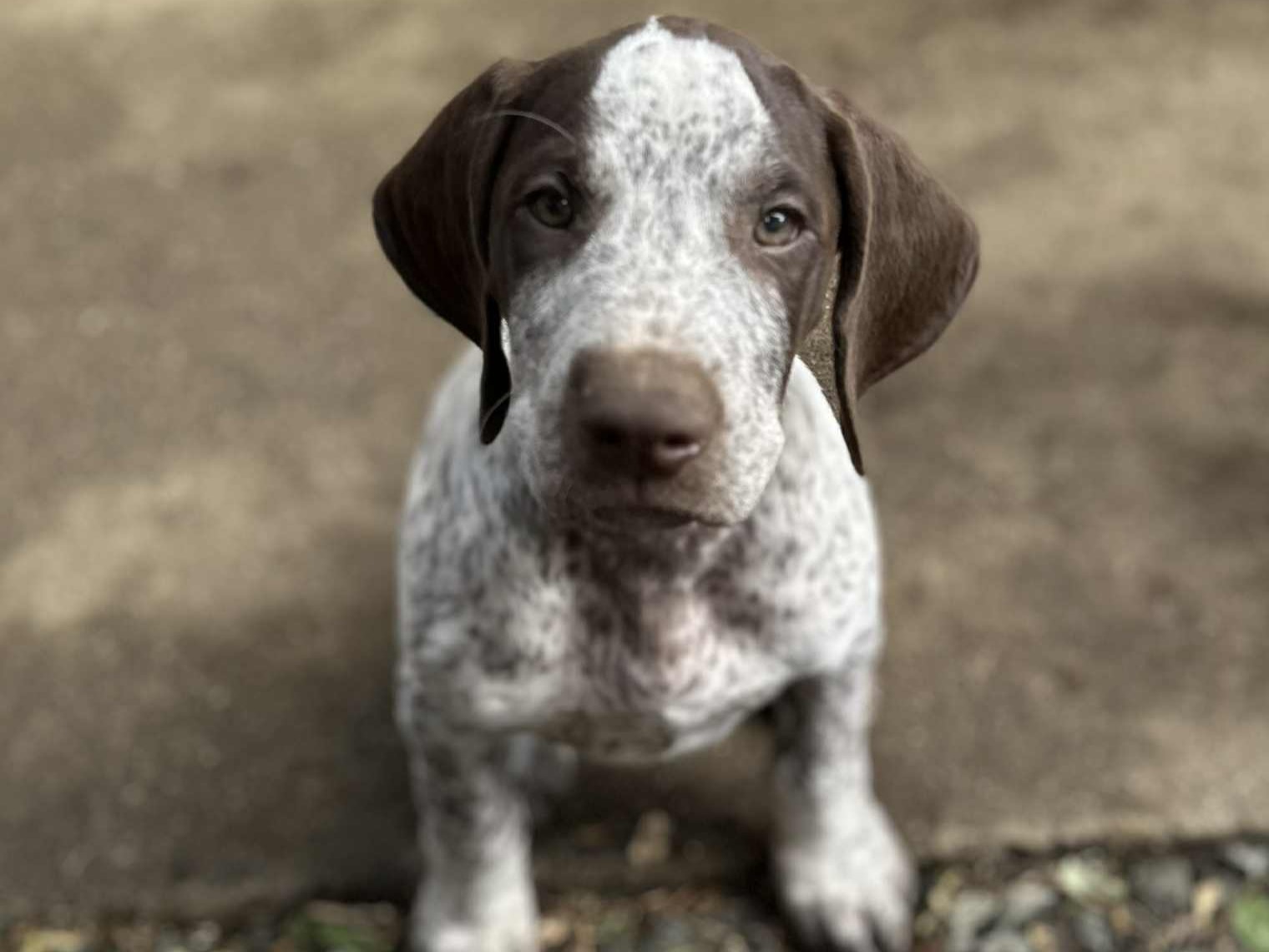 Litter Gryffon x Schok