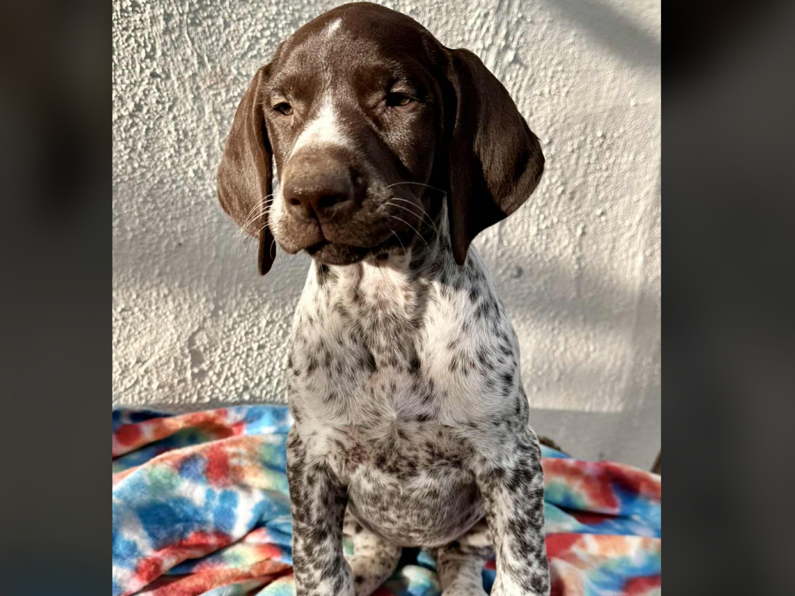 puppy