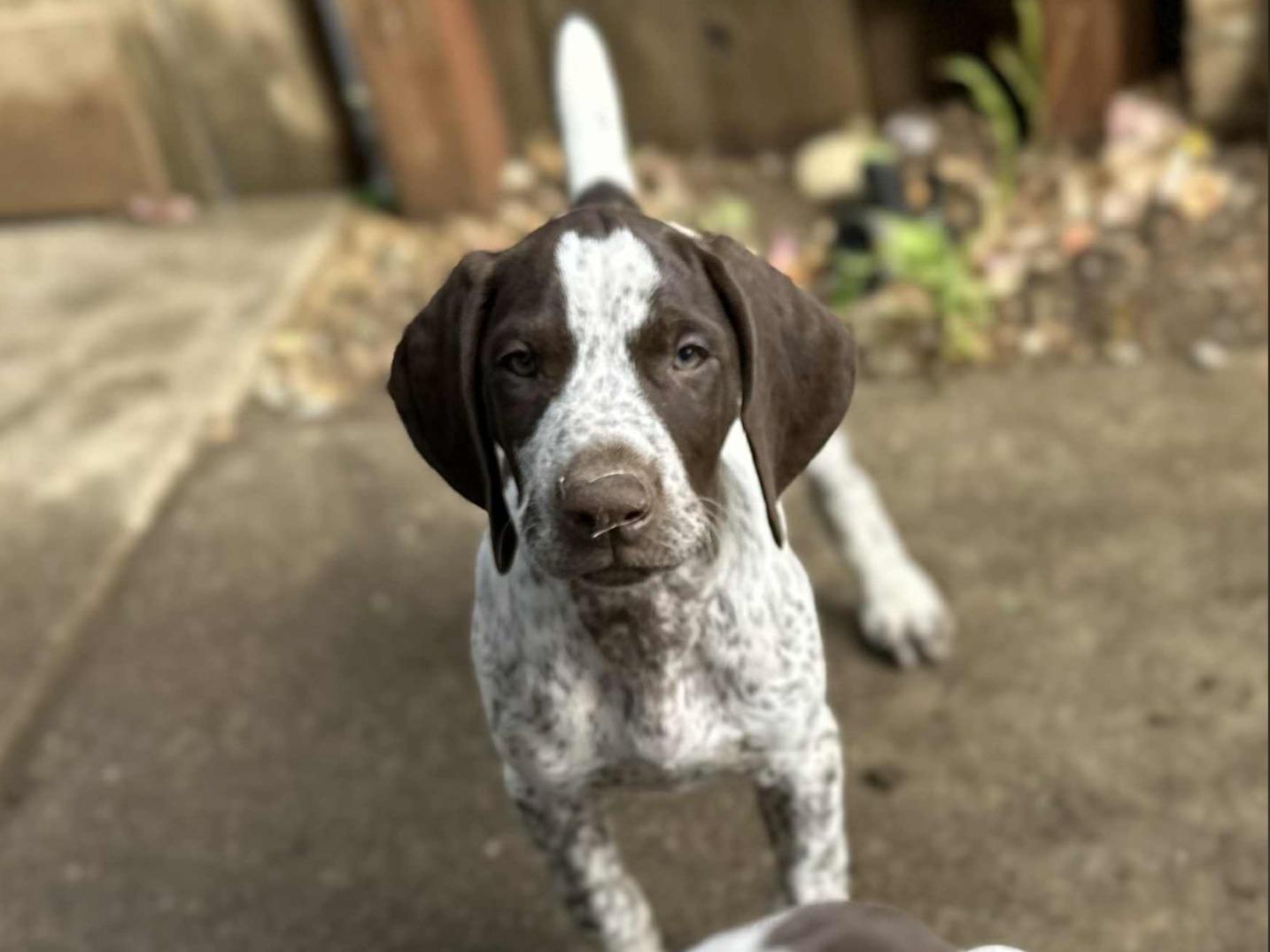 puppy