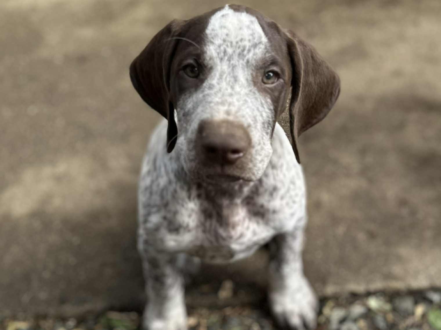 puppy