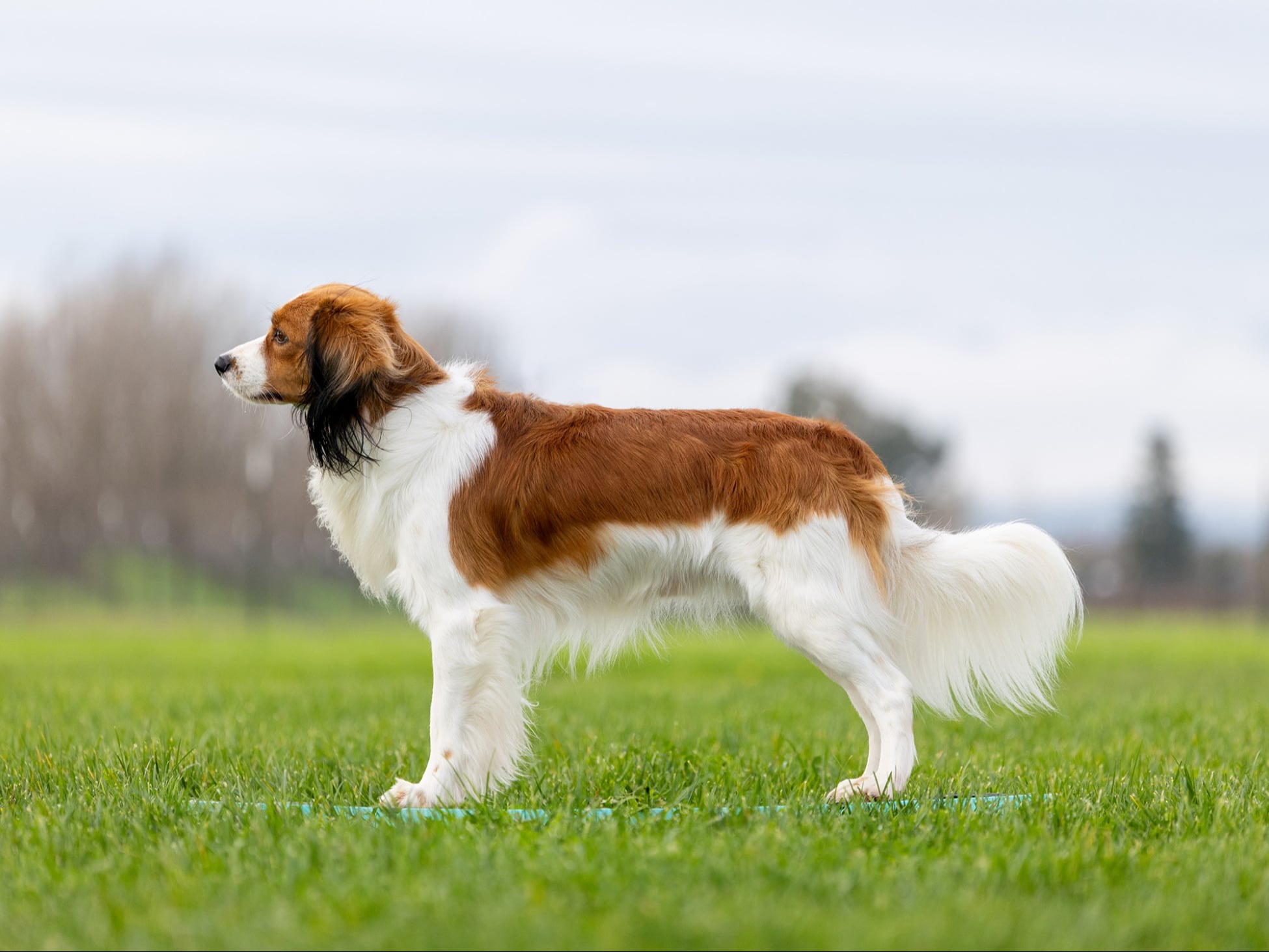 Dog Paxton