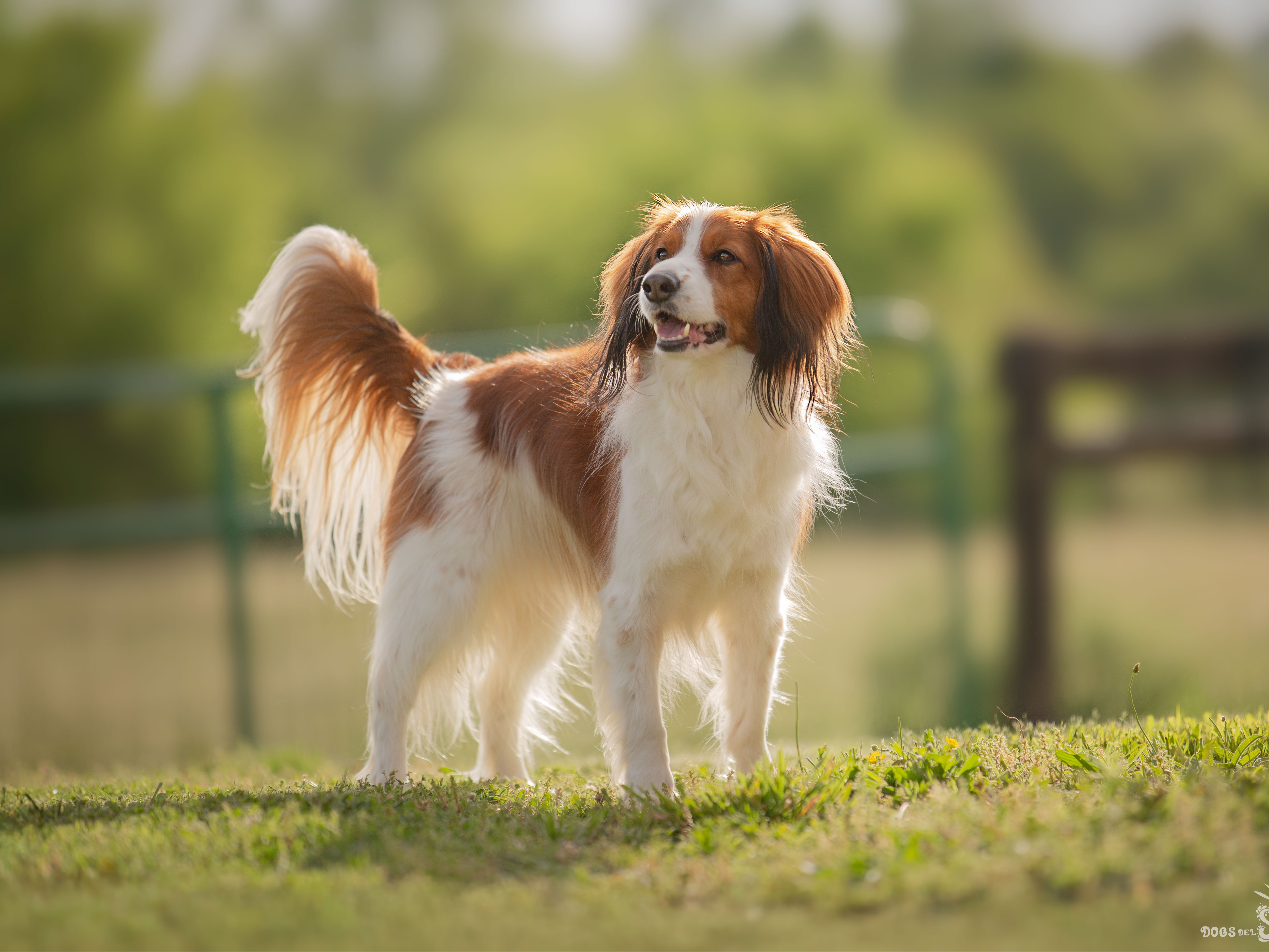 Dog Huxley