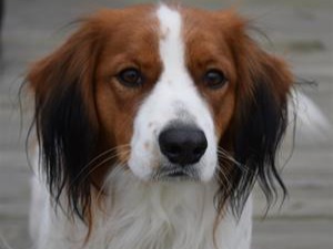 Dog Theo