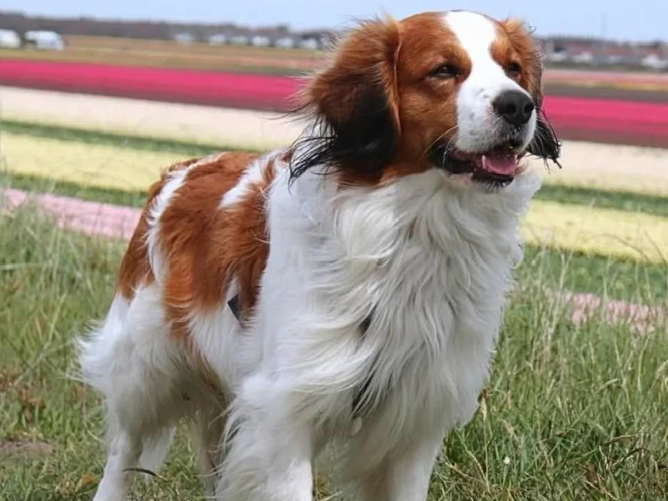 Dog Marlin