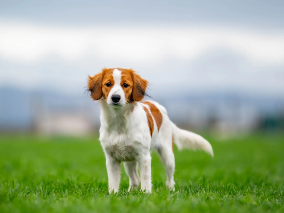 Dog Hazel