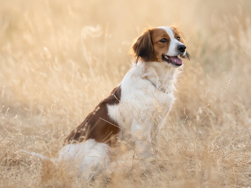 Dog Hazel