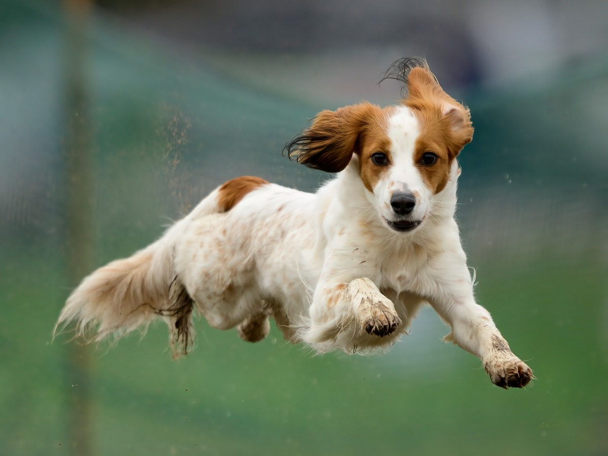 Dog Maaike