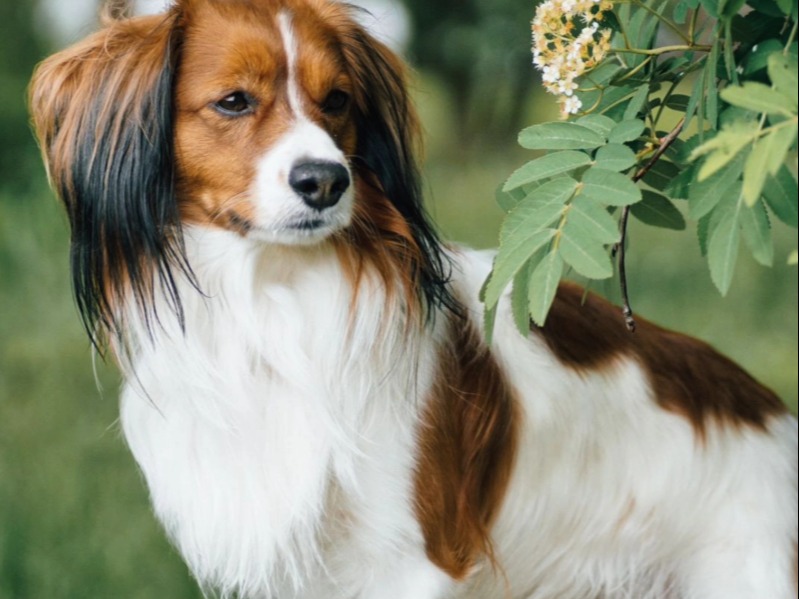 Dog Karpo