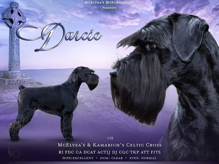 Dog DARCIE