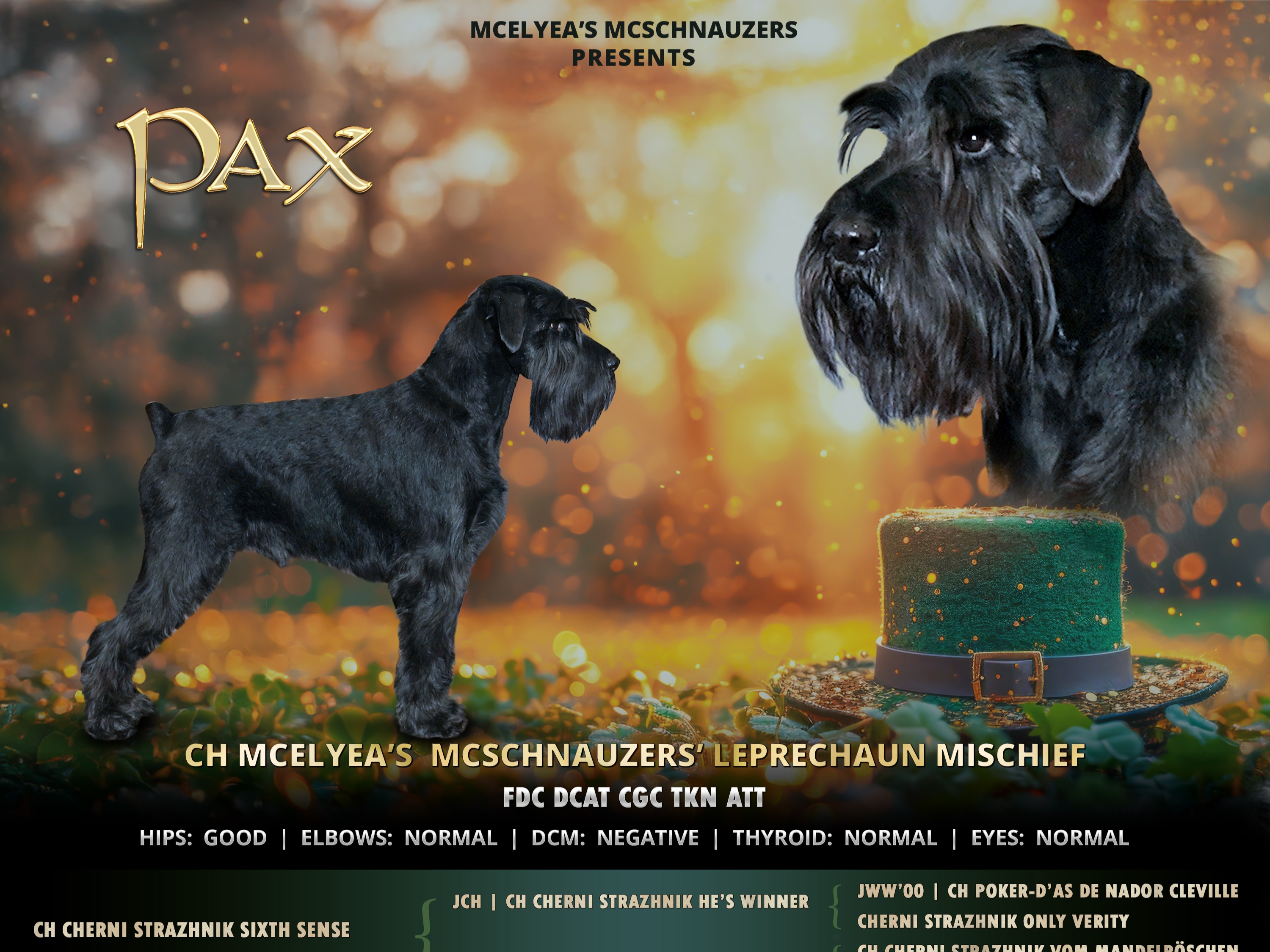 Dog PAX