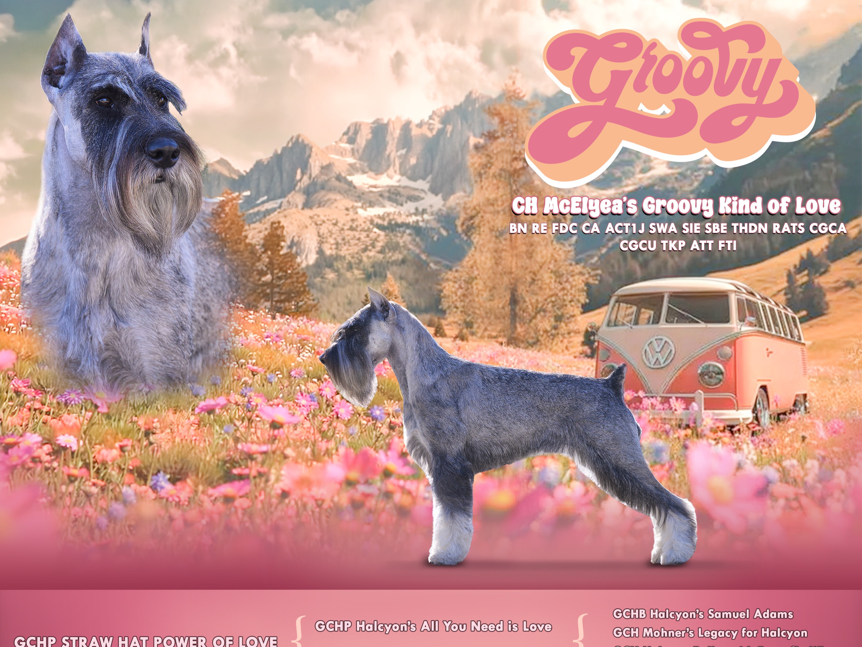 Dog GROOVY