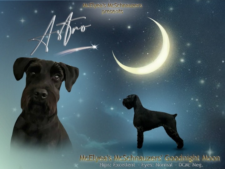 Dog ASTRO