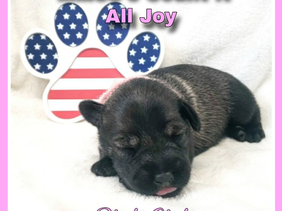 puppy