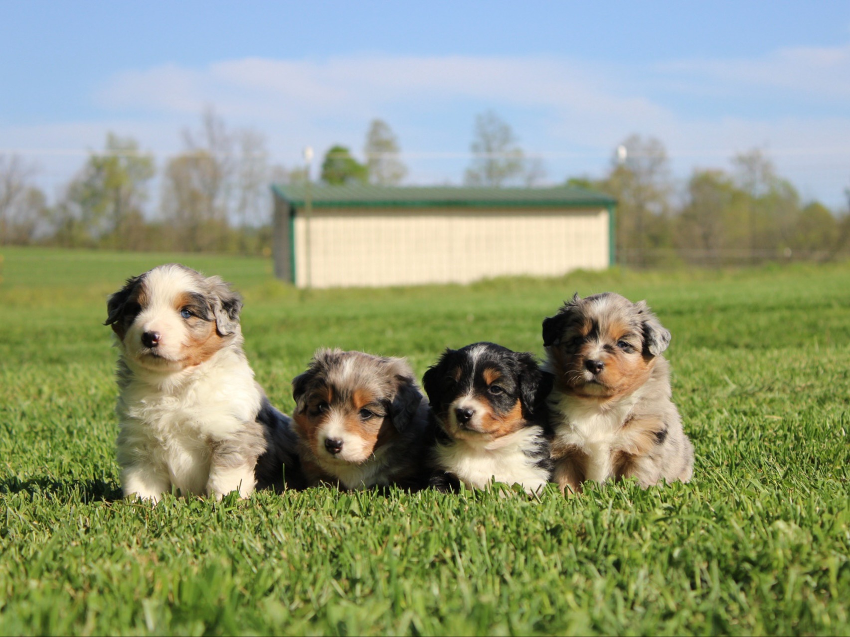 Litter Cinch  x Charm