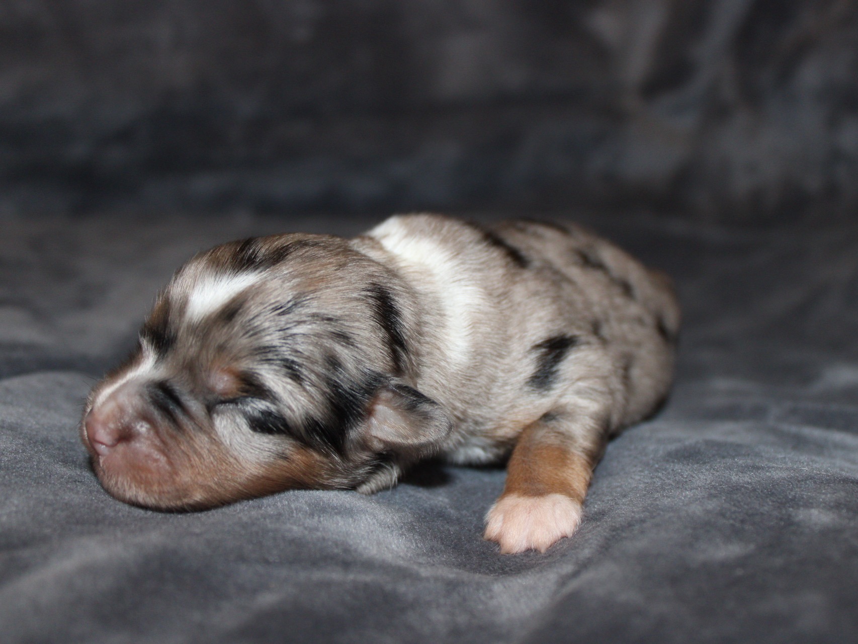 Puppy Preview 5
