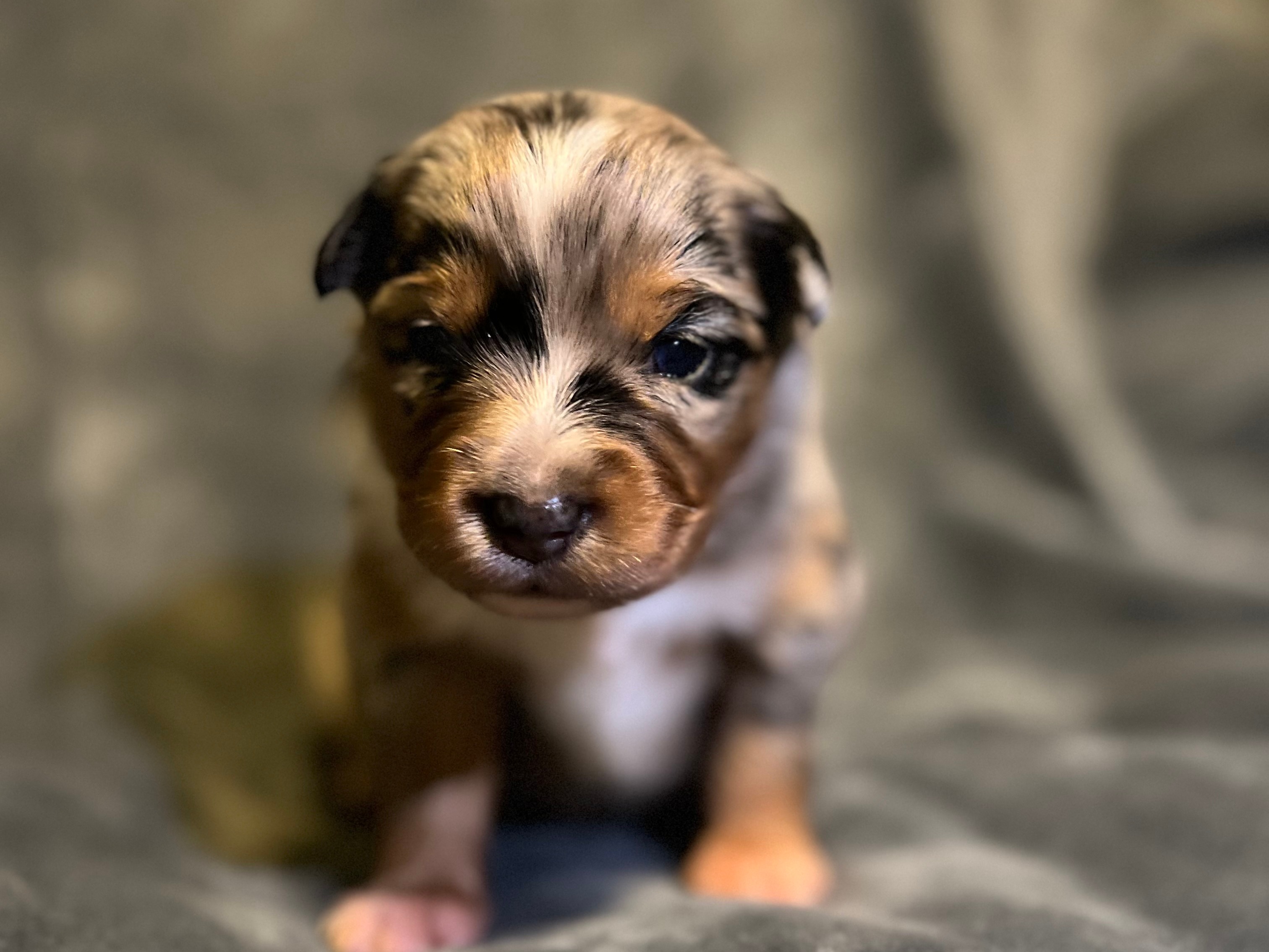 Puppy Preview 6
