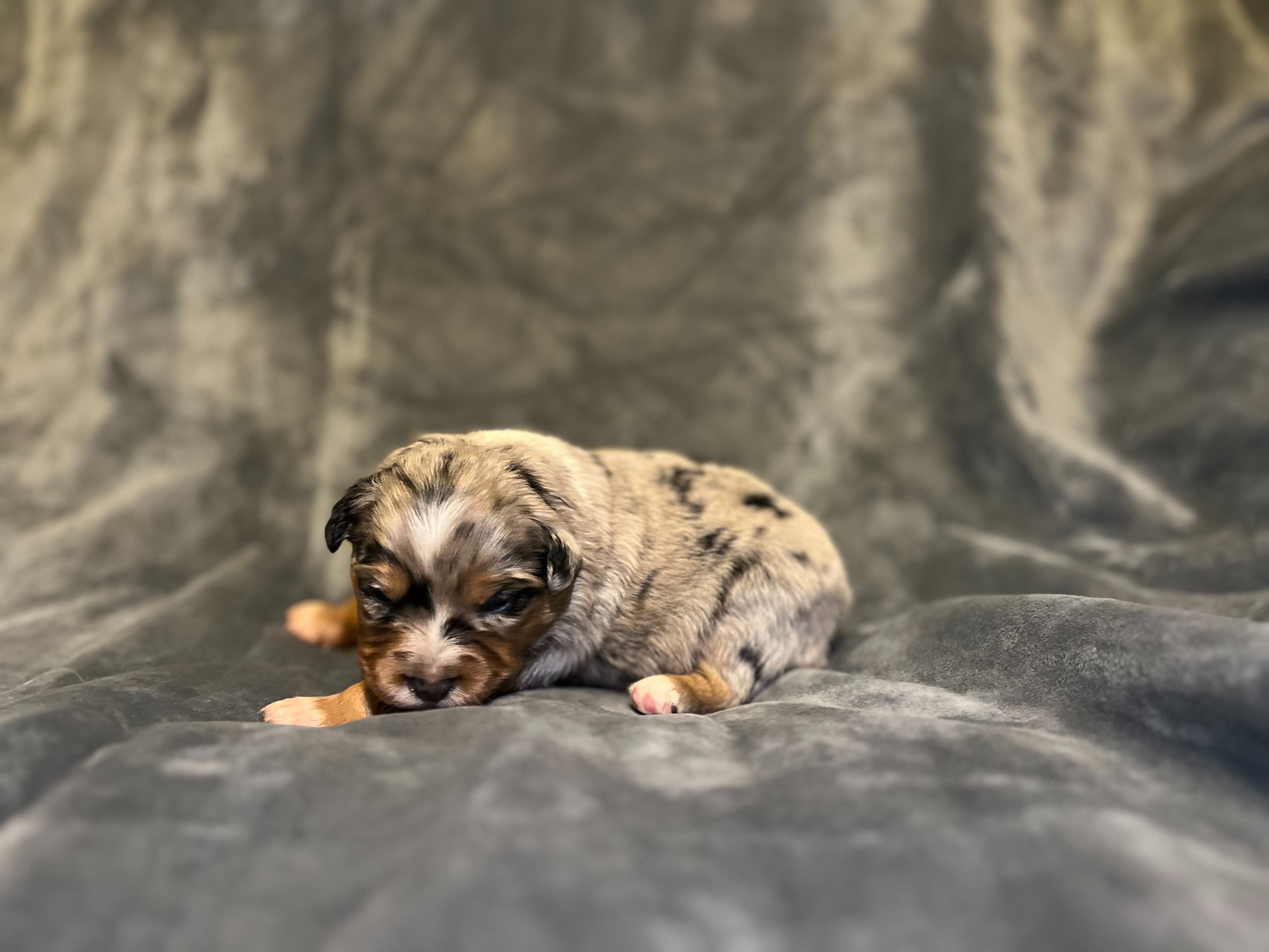 Puppy Preview 7