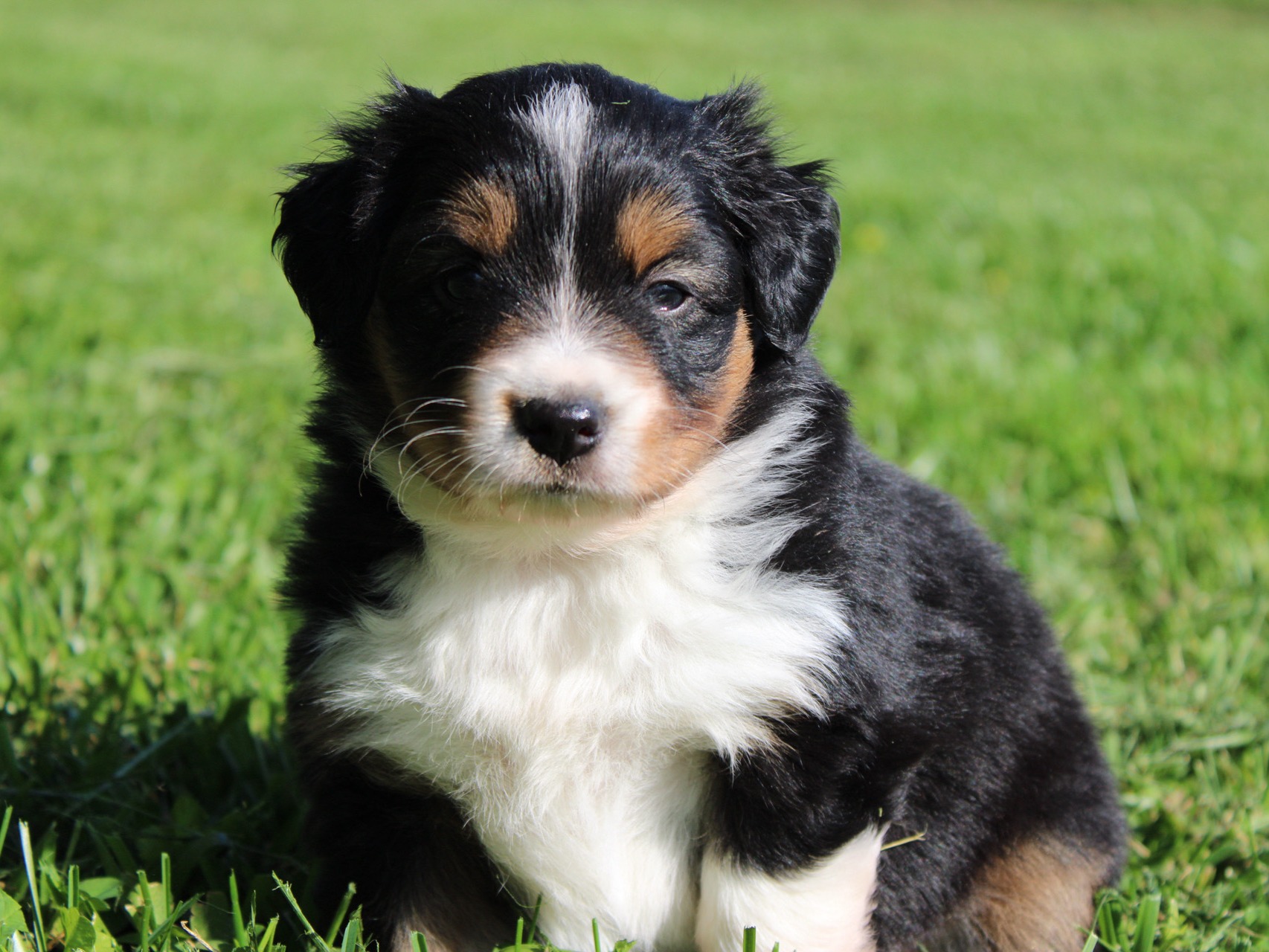 puppy