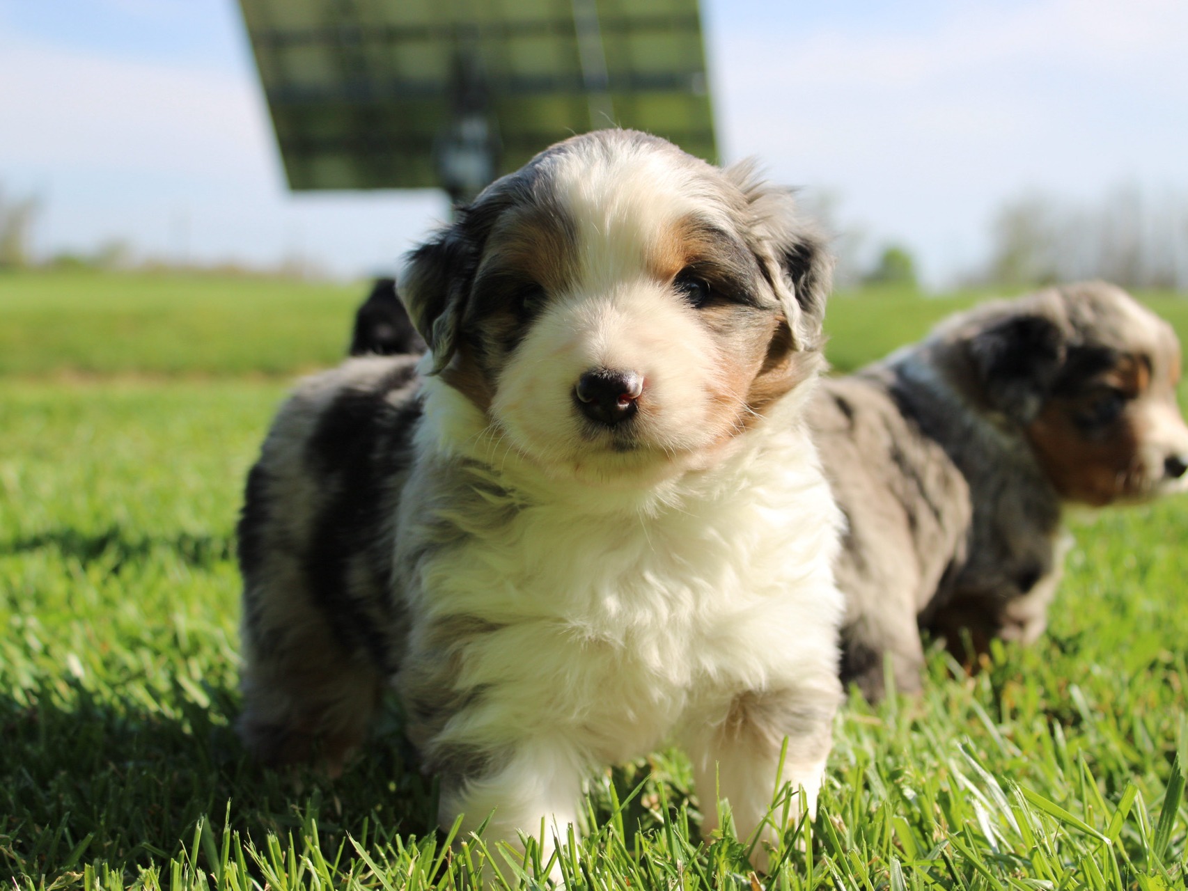 puppy