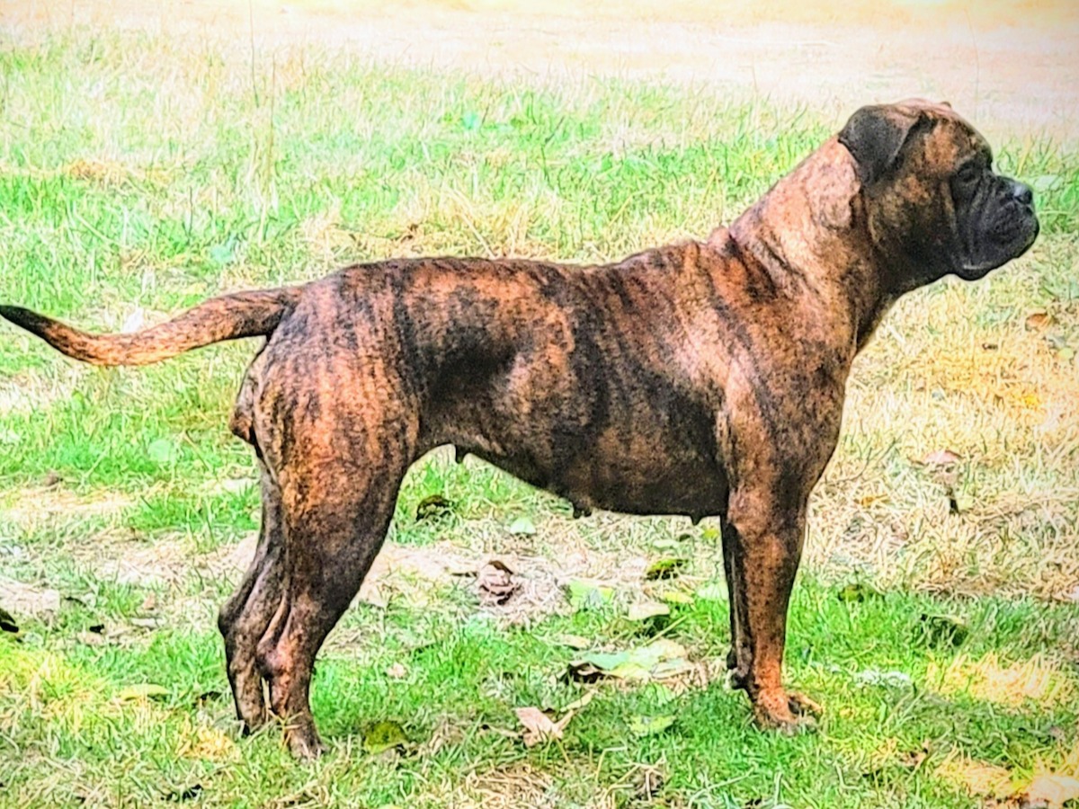 Dog Vendetta