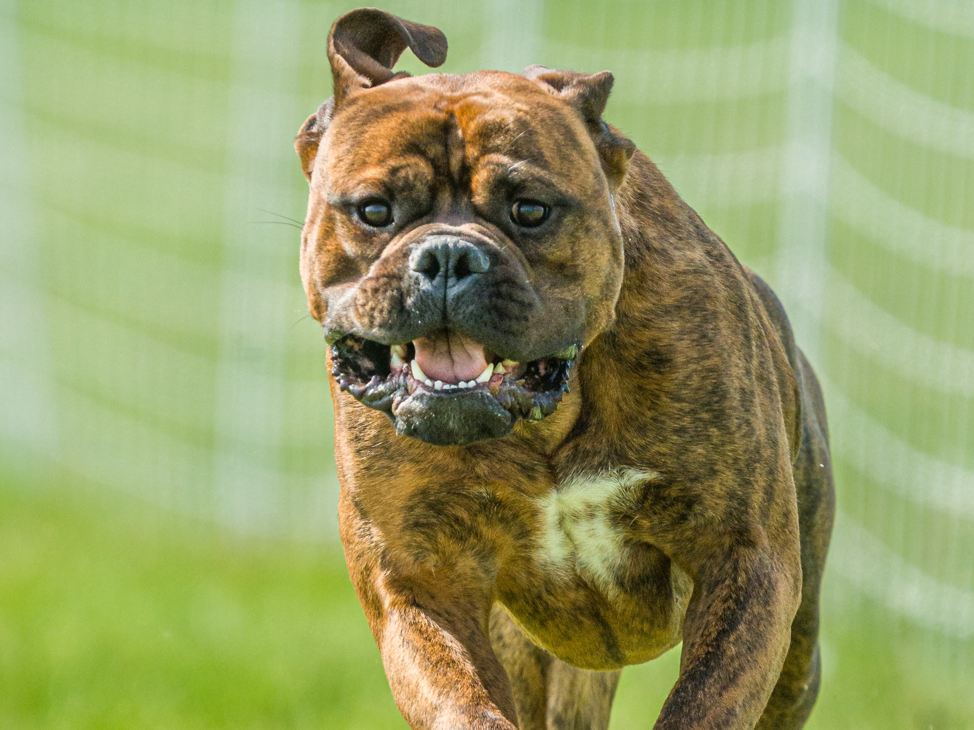 Dog Jane
