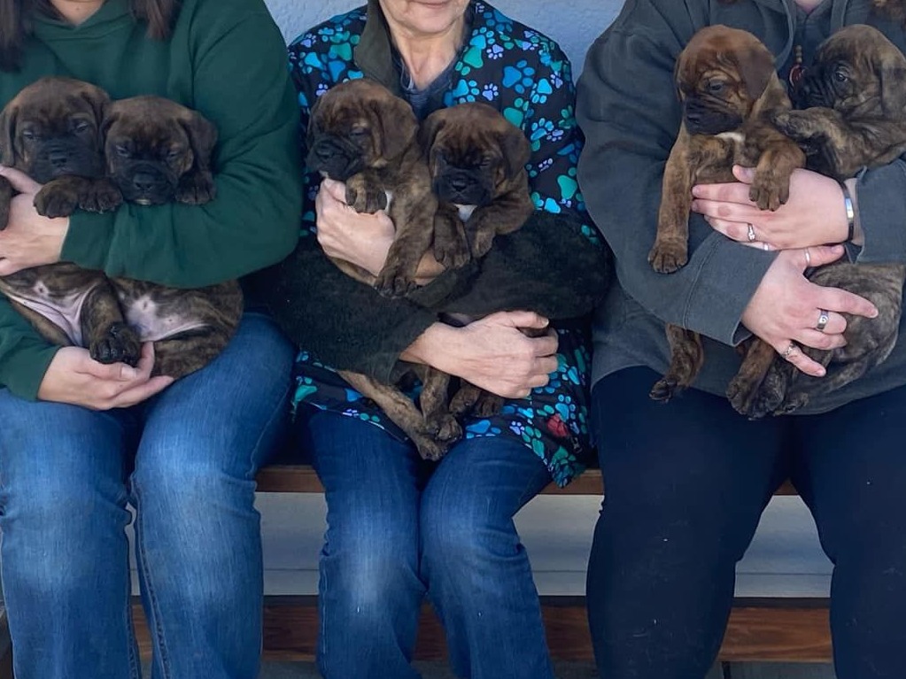 Litter Wilbur x Jane