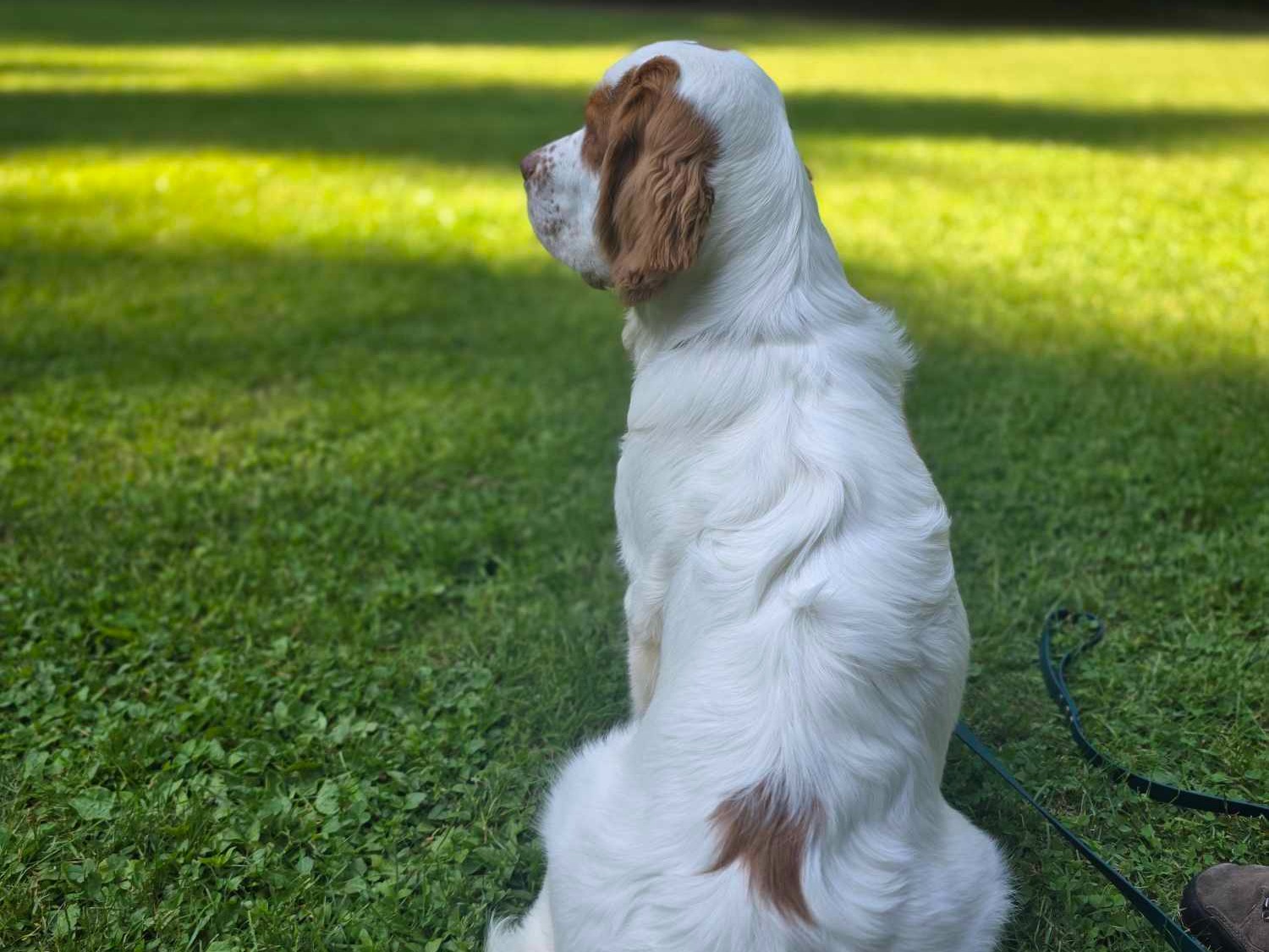 Profile Preview