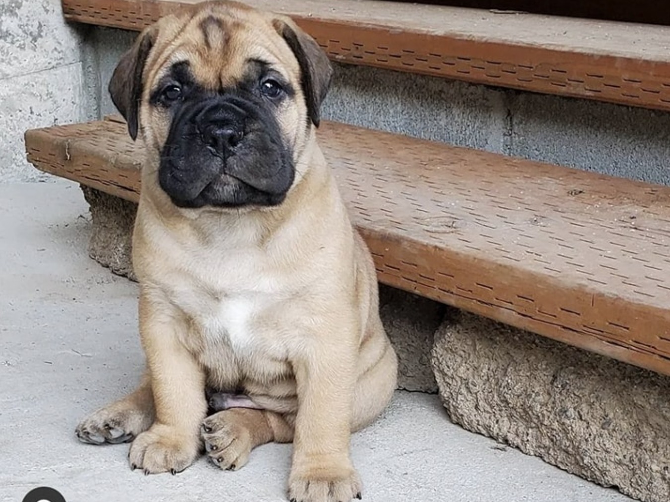 puppy