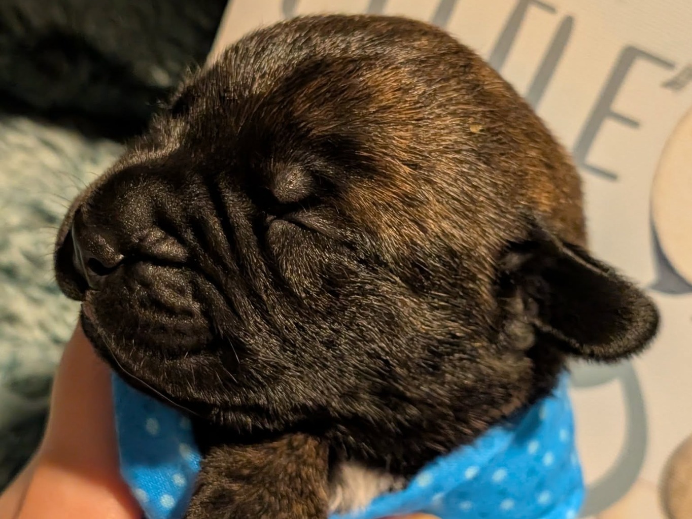 puppy