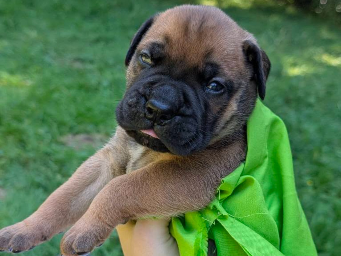 puppy