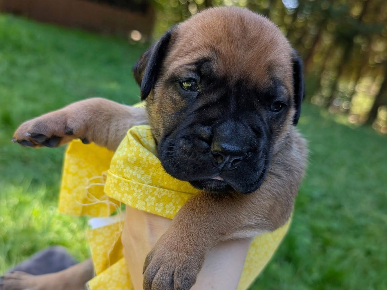 puppy