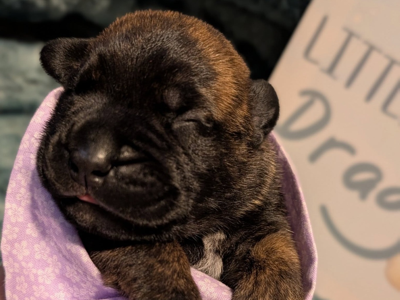 puppy