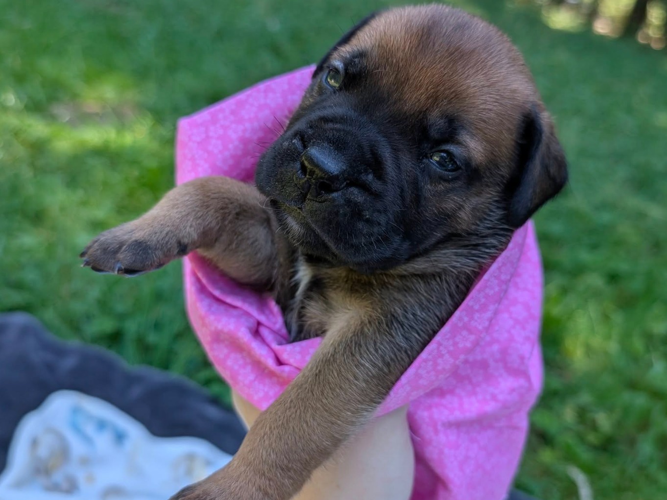 puppy