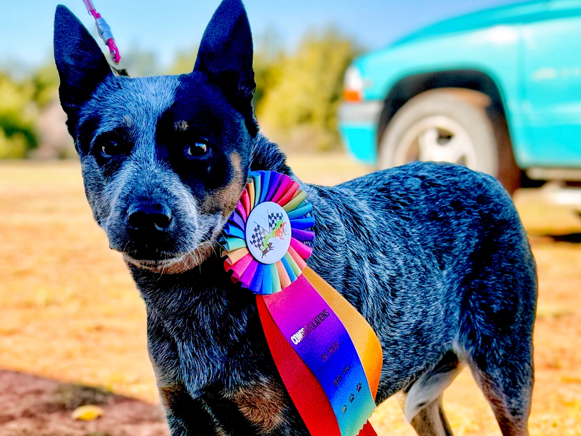 Dog Nine