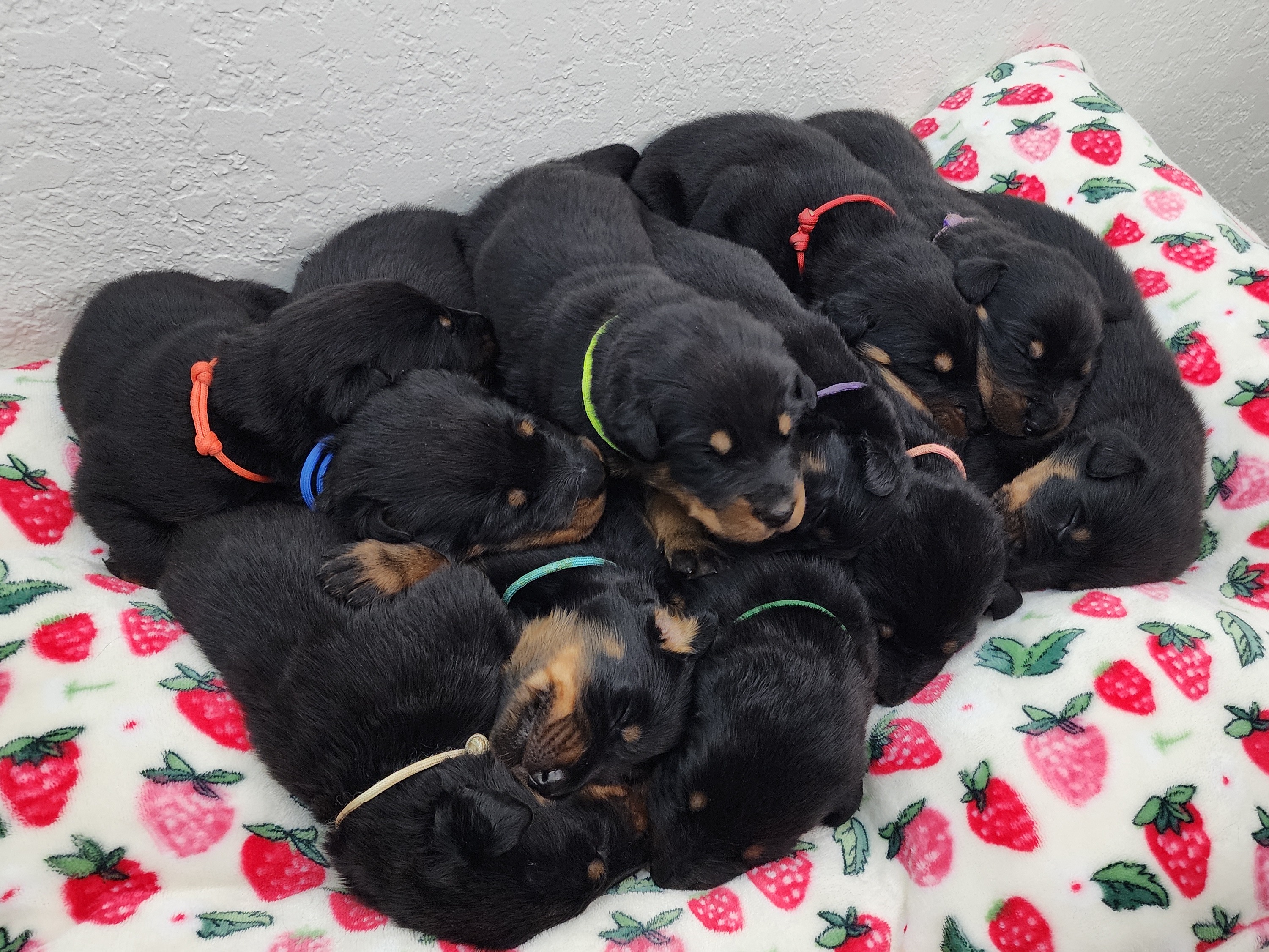 Litter Luke x Zeri