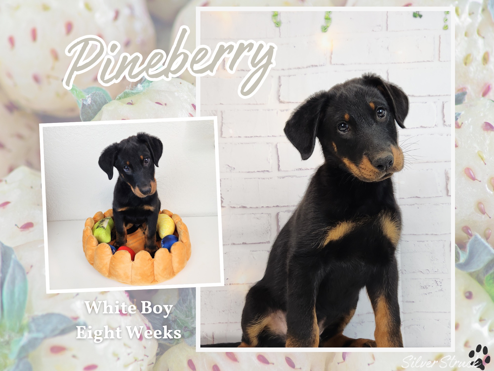 puppy