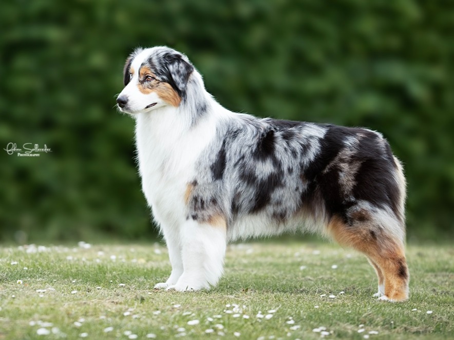 Dog Posey