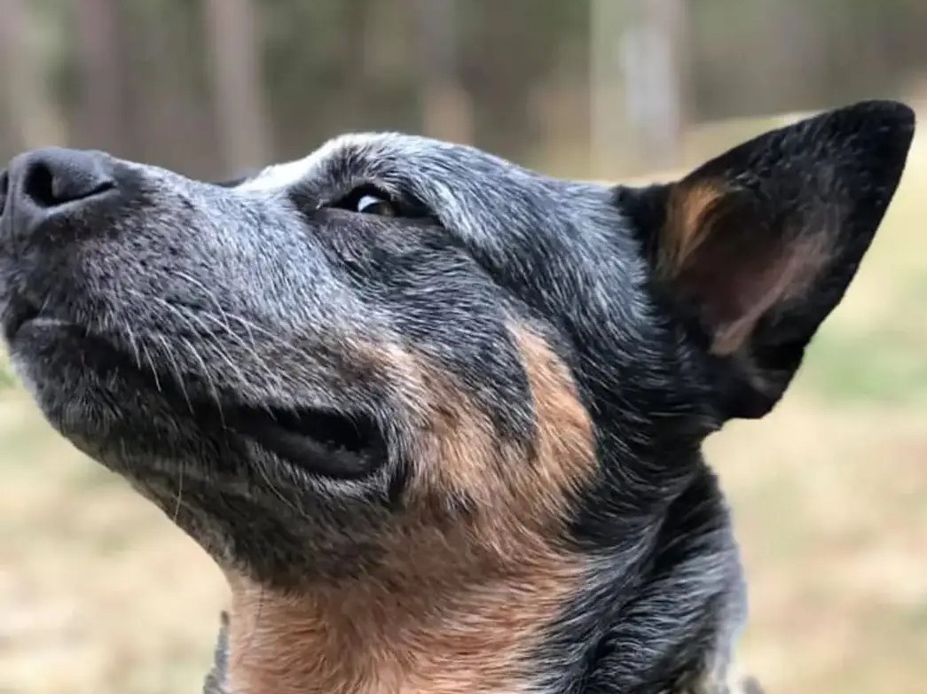 Profile Preview