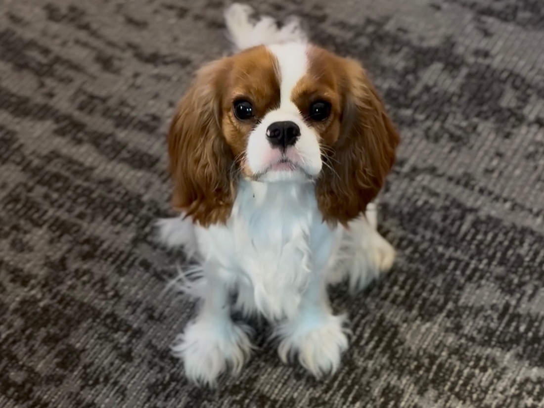 Dog Chanel