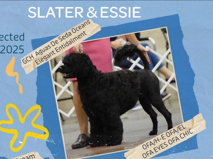 Litter Slater x Essie