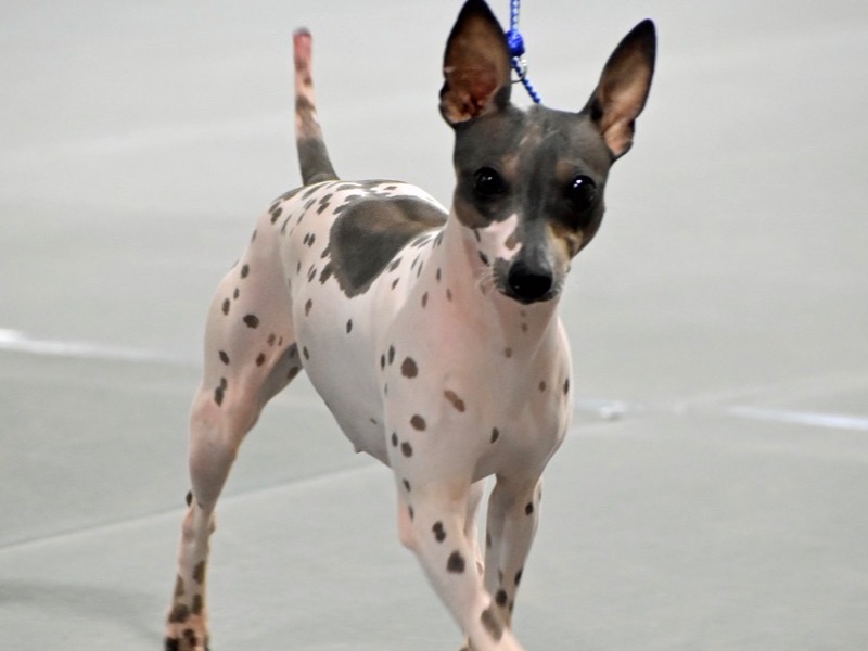 Dog Everest 