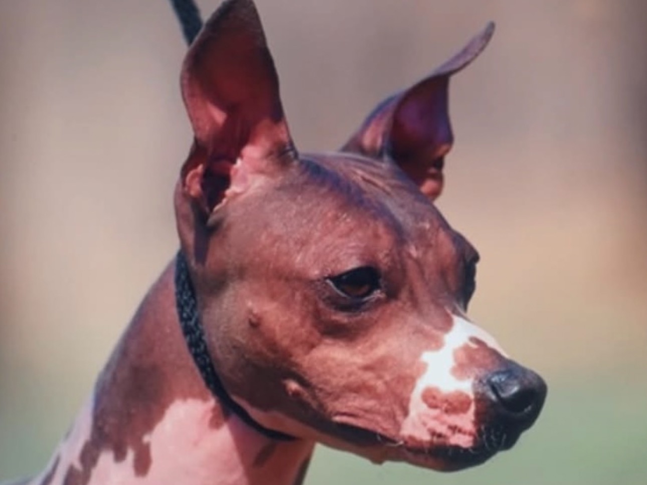Profile 2