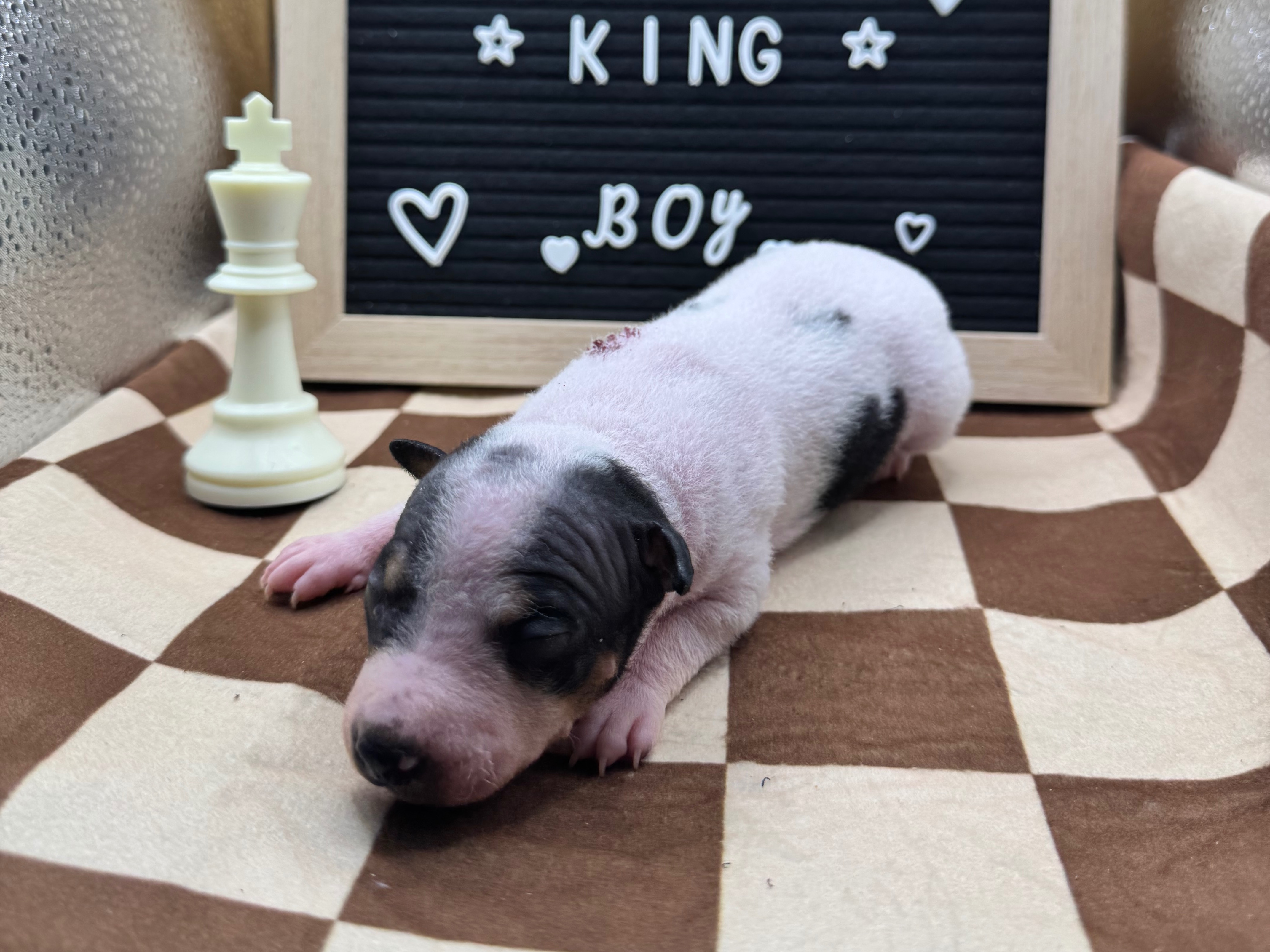 puppy