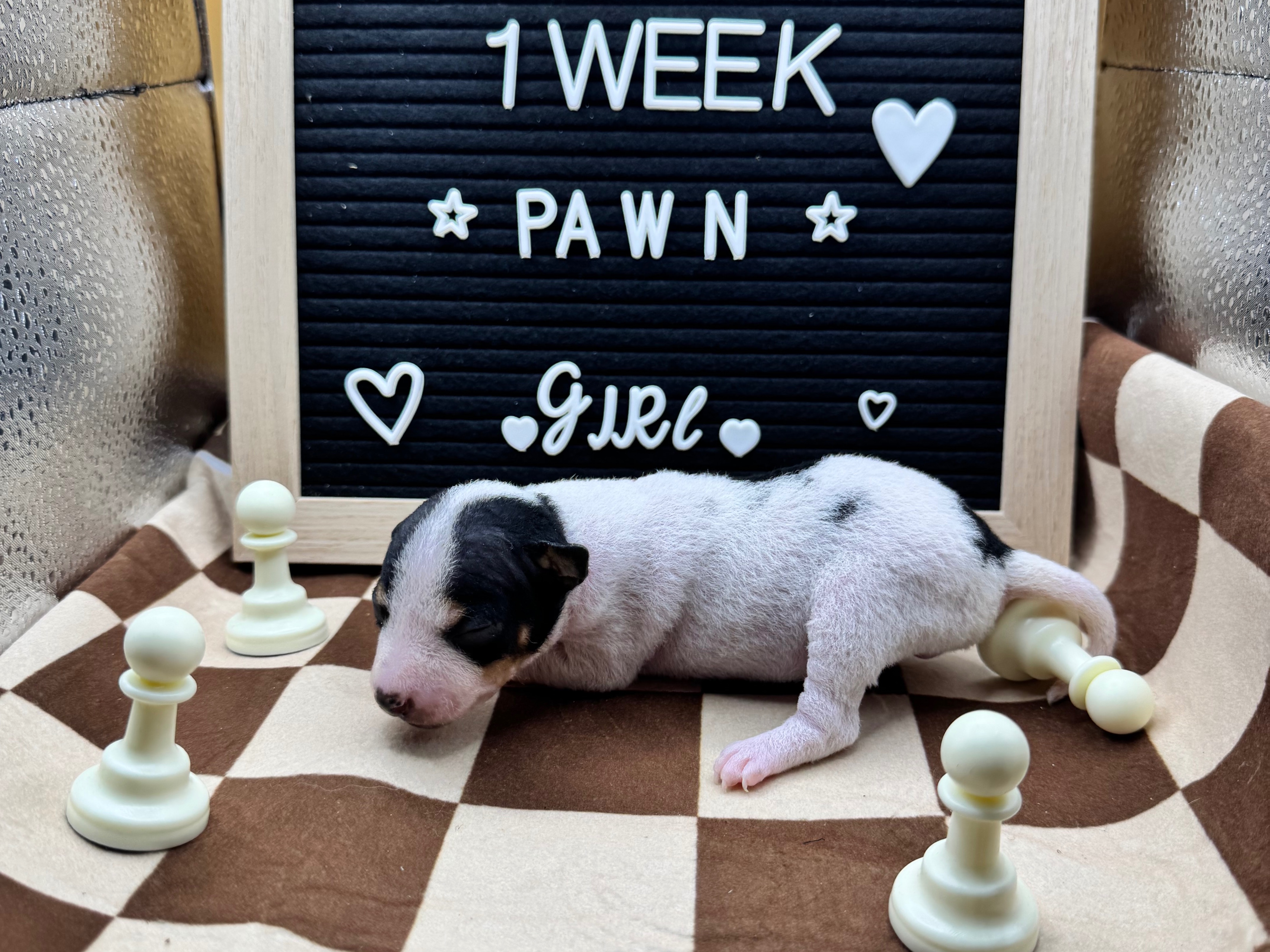 puppy