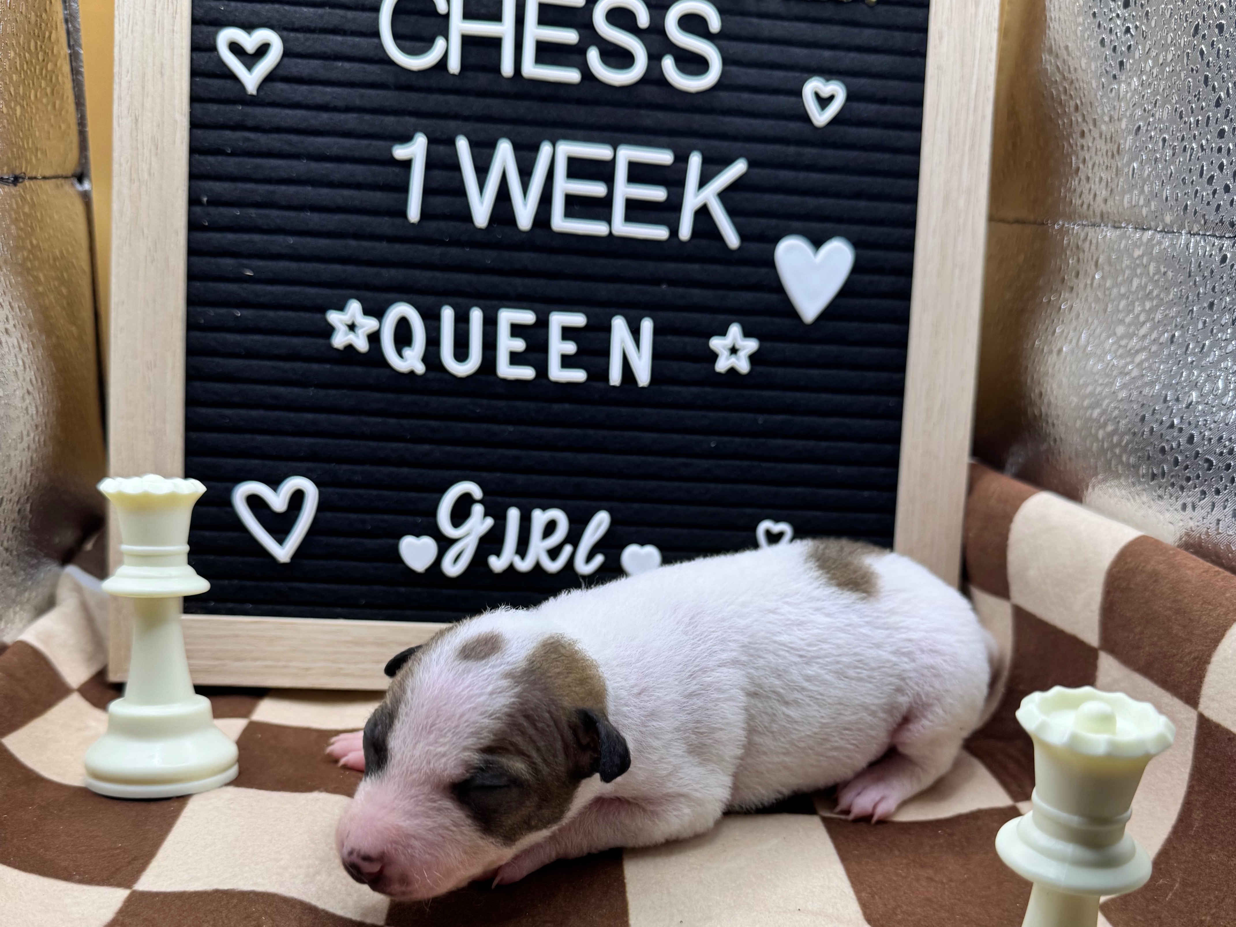 puppy