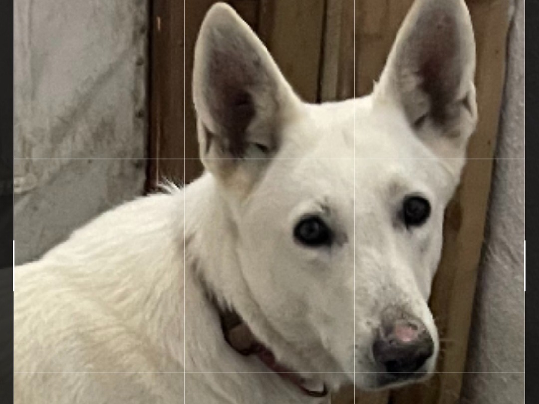 Dog Pixi