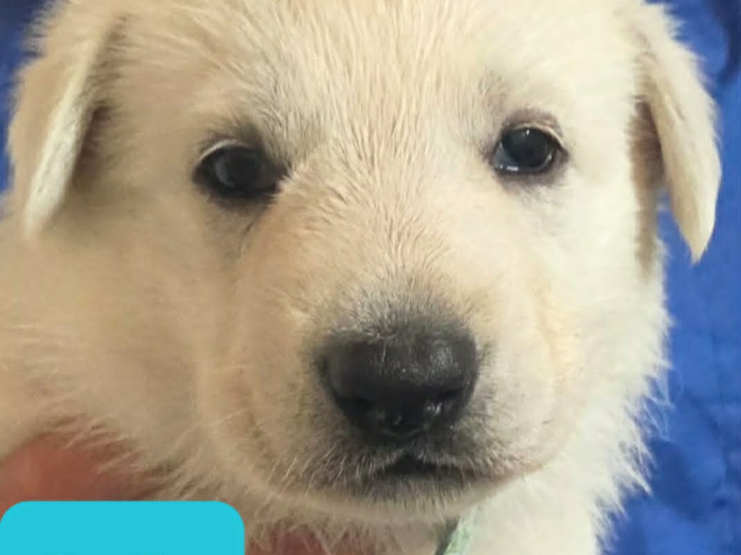 puppy