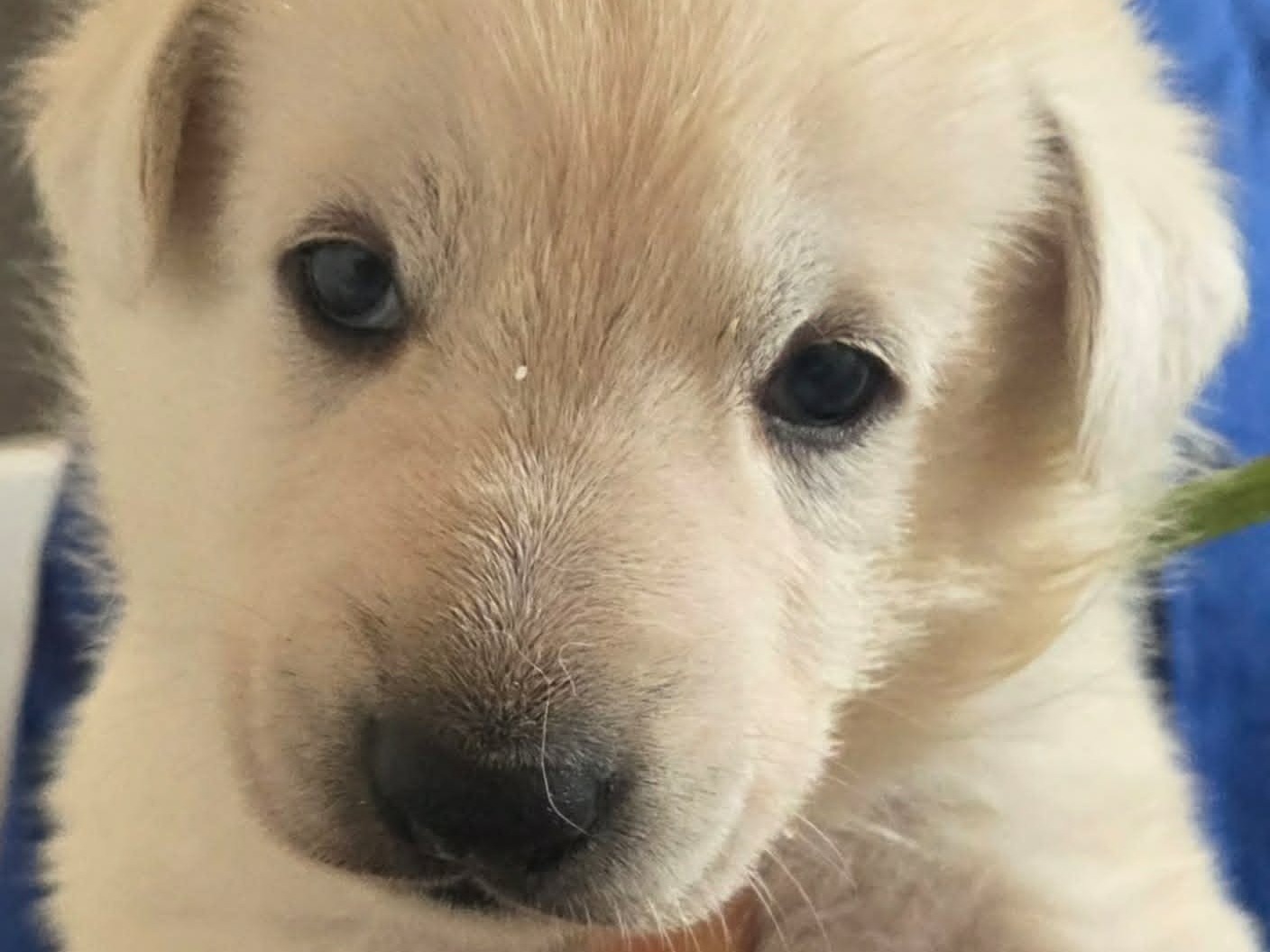 puppy