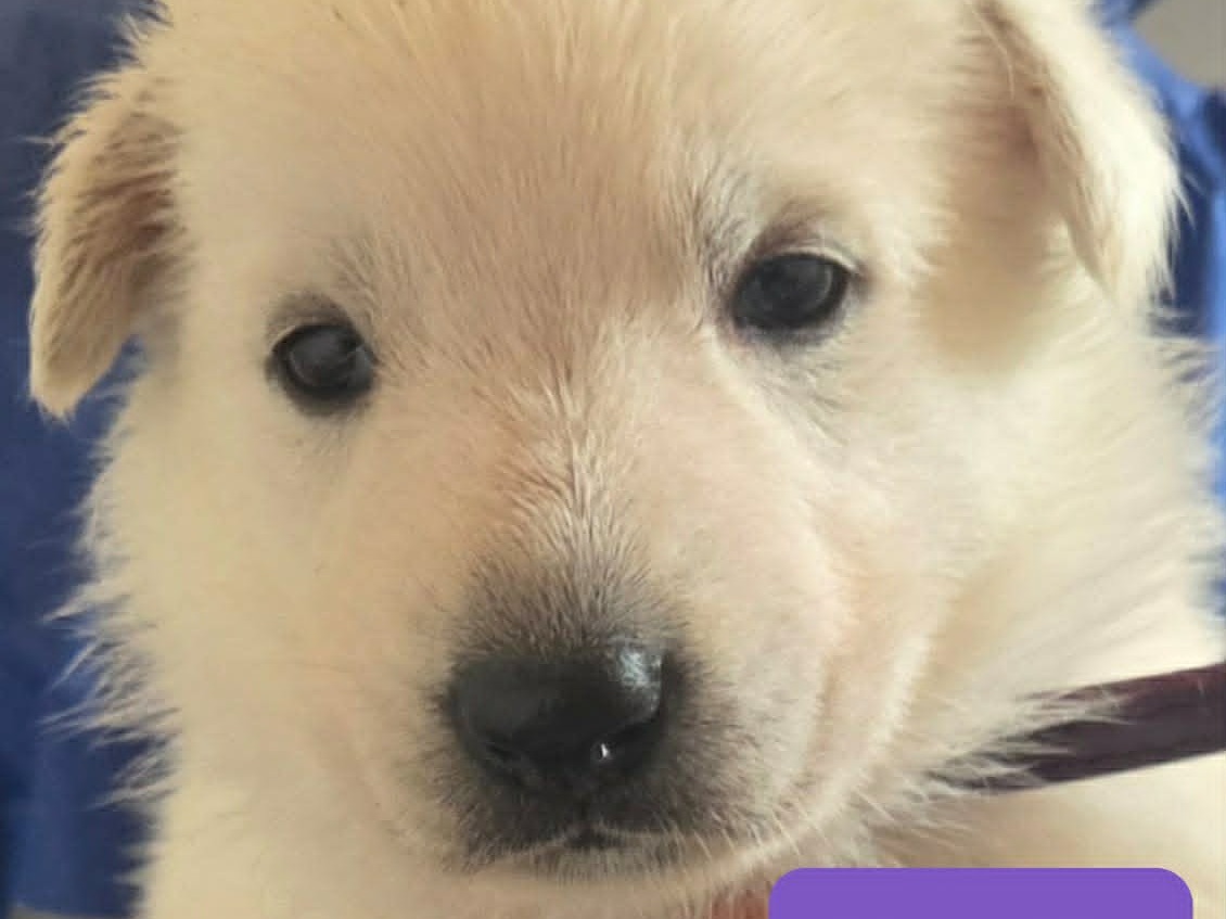 puppy